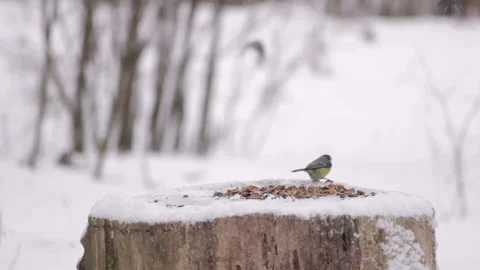 Blue tit great tit eurasian jay at feeder in winter Stock Footage 113357213