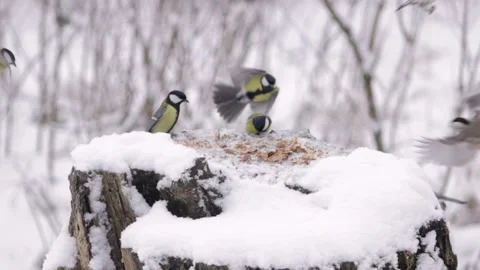 Blue tit great tit eurasian jay at feeder in winter Stock Footage 113357278
