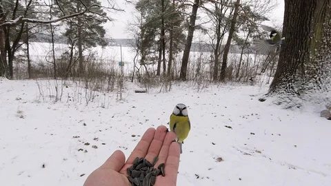 Blue tit great tit eurasian jay at feeder in winter Stock Footage 120777873