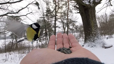 Blue tit great tit eurasian jay at feeder in winter Stock Footage 120777966
