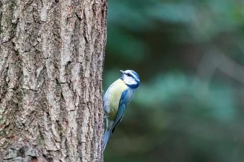 A blue tit hangs from a tree trunk Stock Photos