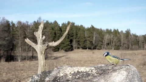Blue tit hops about on a stone in a field. Video stock 295818685