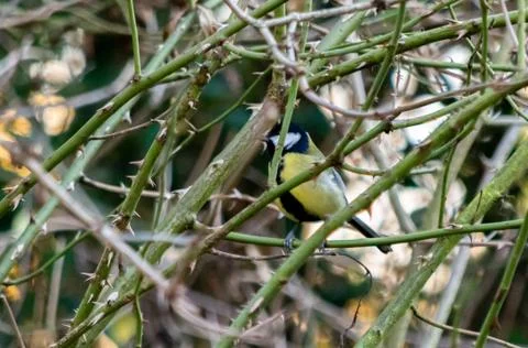 Blue tit inside thorns Foto stock