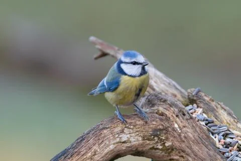 Blue tit isolated on background Stock Photos