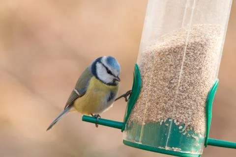 Blue tit isolated on background Stock Photos