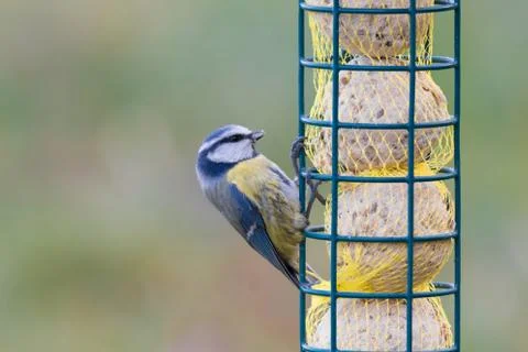 Blue tit isolated on background Foto stock