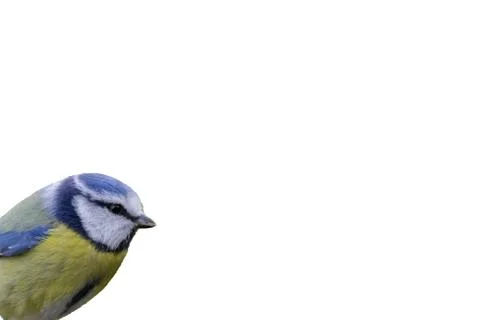 Blue tit isolated Stock Photos