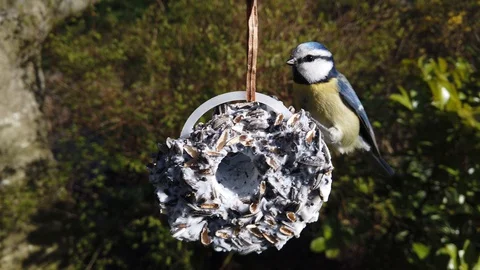Blue tit landing on a feeder ring Video stock 128206943