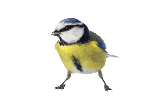 Blue tit looking left Stock Photos