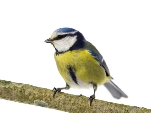 Blue tit looking left Stock Photos