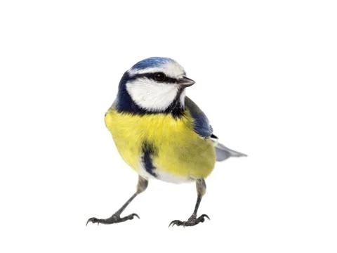 Blue tit looking right Stock Photos