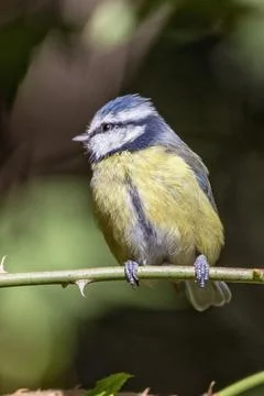 Blue Tit  looking sideways Stock Photos