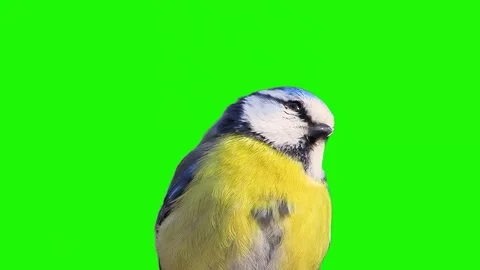 Blue tit looks in different directions on a green screen Stock Footage 328344484