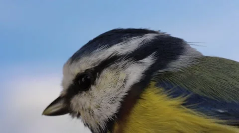 Blue tit macro Stock Footage 55493333