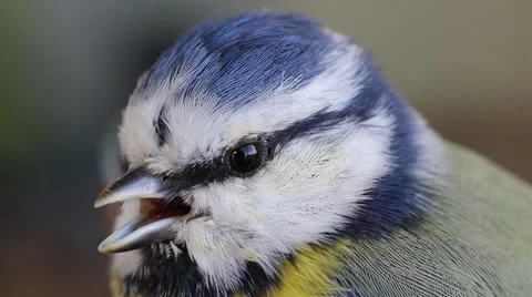 Blue tit macro 動画素材 55493349