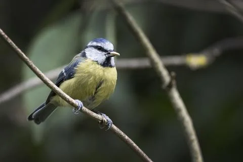 Blue Tit with nut in beak Foto stock