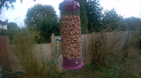 Blue Tit on nut feeder Video stock 58258592