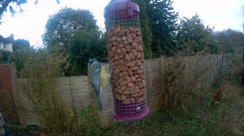 Blue Tit on nut feeder Stock Footage 58261851