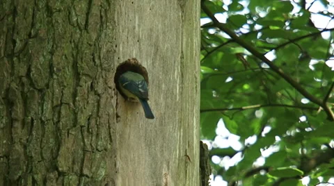 Blue tit pair alternately feed offspring at nest hole + cleaning nest Vídeos de archivo 32494530