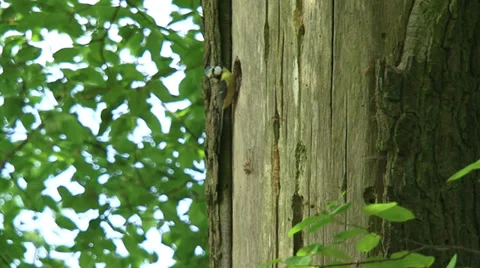 Blue tit pair alternately feeding offspring at nest hole - side view Vídeos de archivo 32492999