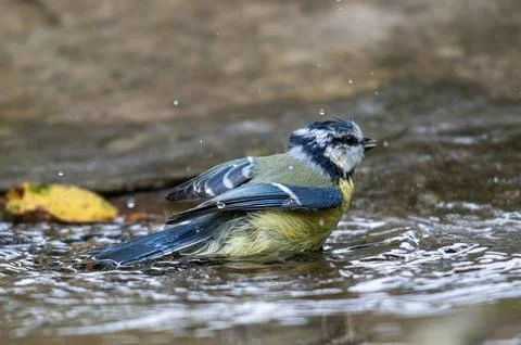 Blue tit, parus caeruleus, bath, bird bath, birds, garden, tits, passeri, Stock Photos