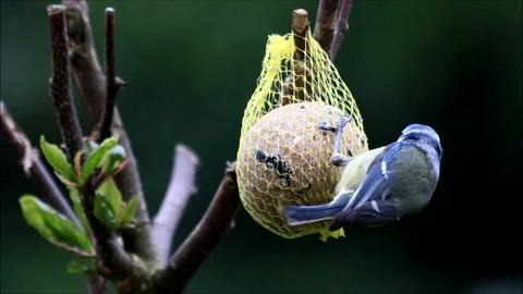 Blue tit Parus caeruleus eats bird seed Stock Footage 125207890