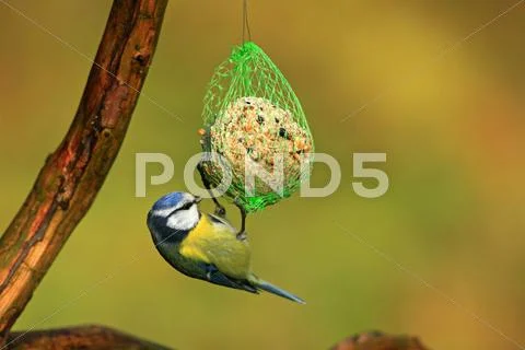 Blue tit (parus caeruleus) feeding from bird feed net hanging from a tree bra Stock Photos