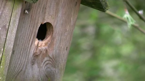 Blue Tit (Parus caeruleus) Stock Footage 886871