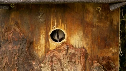 Blue tit Parus caeruleus pecking at entrance hole from inside before nesting Stock Footage 82654381