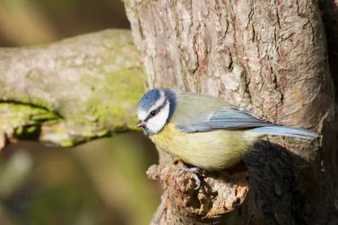 Blue Tit  (Parus caeruleus) Stock Photos