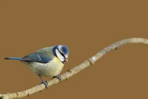 Blue Tit (Parus caeruleus) Stock Photos