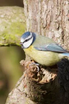 Blue Tit  (Parus caeruleus) Stock Photos
