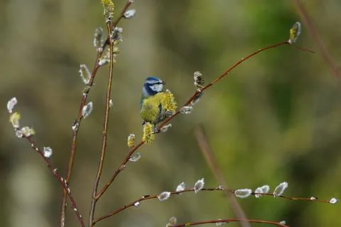 Blue Tit- Parus caeruleus Stock Photos