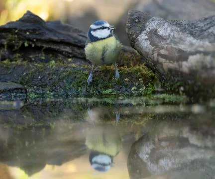 Blue Tit- Parus caeruleus Stock Photos