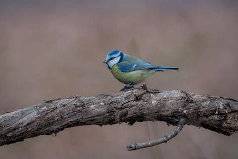 Blue tit (Parus caeruleus)resting on tree branch Stock Photos