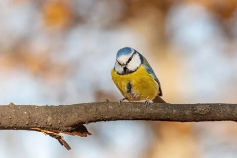 Blue tit (Parus caeruleus)resting on tree branch Stock Photos