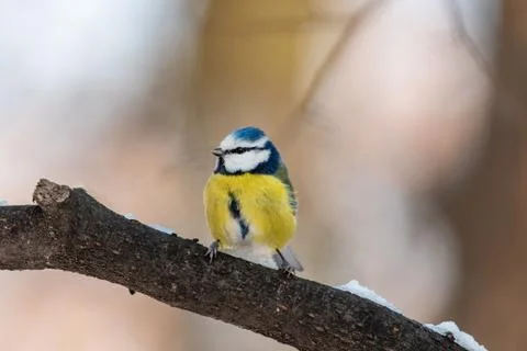 Blue tit (Parus caeruleus)resting on tree branch Stock Photos
