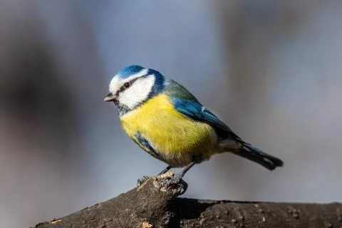 Blue tit (Parus caeruleus)resting on tree branch Stock Photos