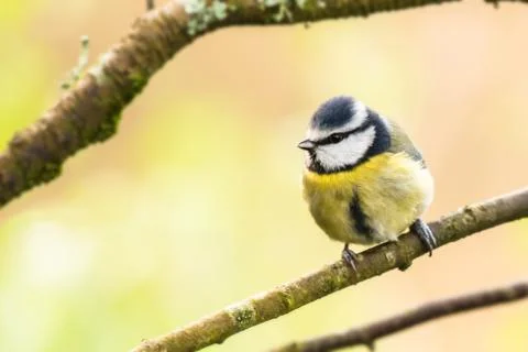 Blue tit pastel background Stock Photos