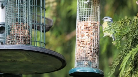 Blue tit on peanuts in slow motion Stock Footage 116132025
