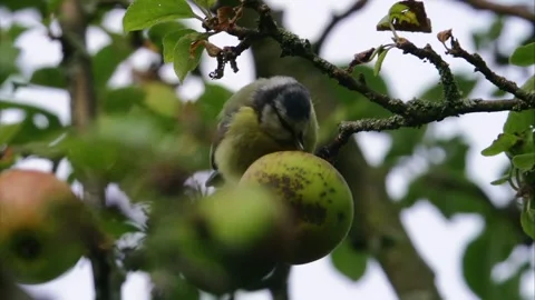 Blue tit pecking at apple in tree Stock Footage 311006285