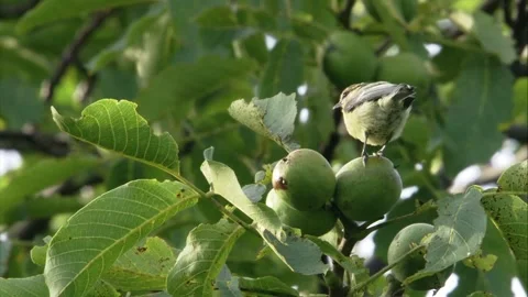 Blue tit pecking at cracked walnut in tree Stock Footage 311006360