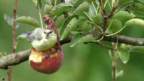 Blue tit pecking at fruit in fruit tree Stock Footage 311006281
