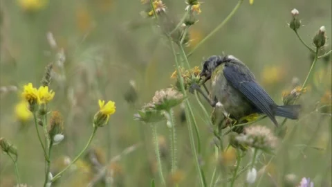 Blue tit pecks at flower Stock Footage 205519140