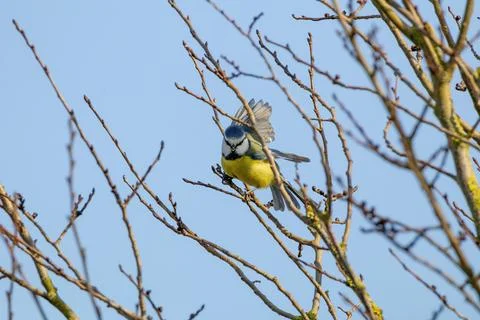 Blue Tit Perched on Bare Tree Branches Stock Photos
