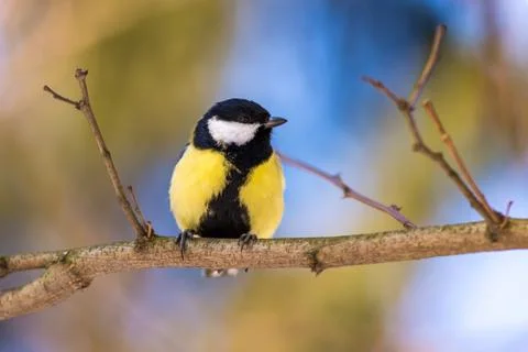 Blue tit perched on a branch Stock Photos