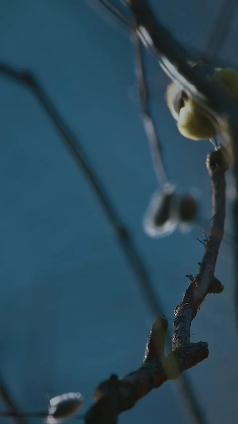 Blue tit perched on branch under soft spring sunlight Stock Footage 341366342