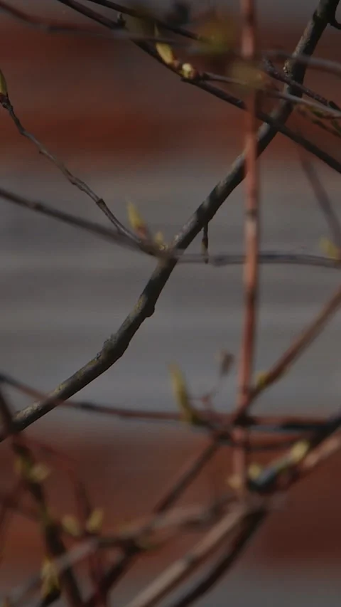 Blue tit perched on branch under soft spring sunlight Stock Footage 341366367
