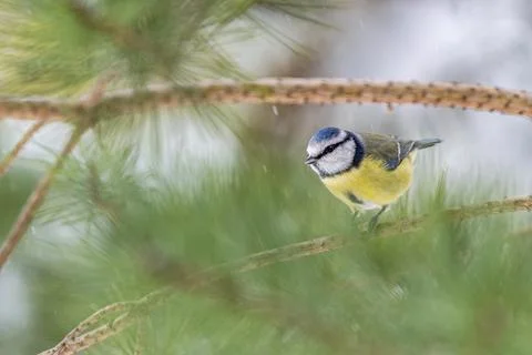 Blue Tit Perched on Pine Branch in Brecon Beacons Foto stock