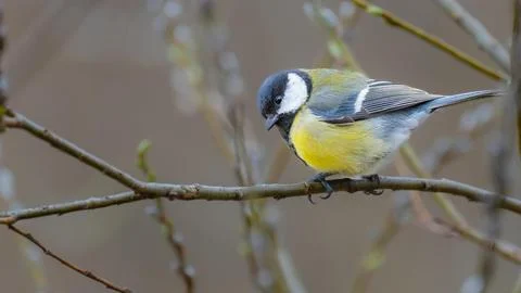 Blue Tit Perched on Twigs Stock Photos